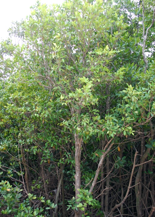 Australian Mangroves Meliaceae